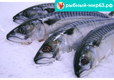 Скумбрия заморозка 1кг Скумбрия заморозка 1кг